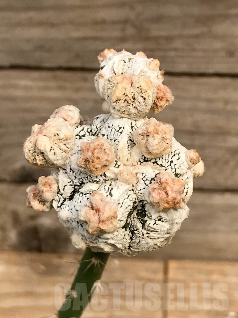 SHPR9375 Astrophytum 'Onzuka' snow type, grafted