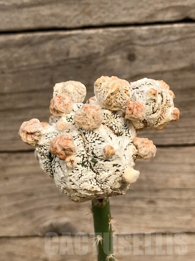 SHPR9375 Astrophytum 'Onzuka' snow type, grafted - Image 4