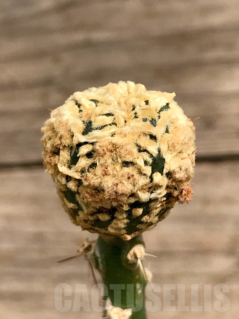 SHPR9376 Astrophytum 'Superkabuto' gold, grafted - Obrázek 2