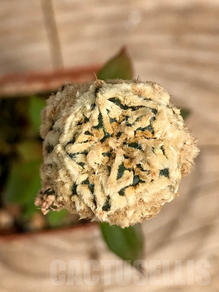 SHPR9376 Astrophytum 'Superkabuto' gold, grafted