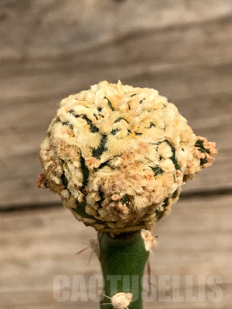 SHPR9376 Astrophytum 'Superkabuto' gold, grafted - Obrázek 4