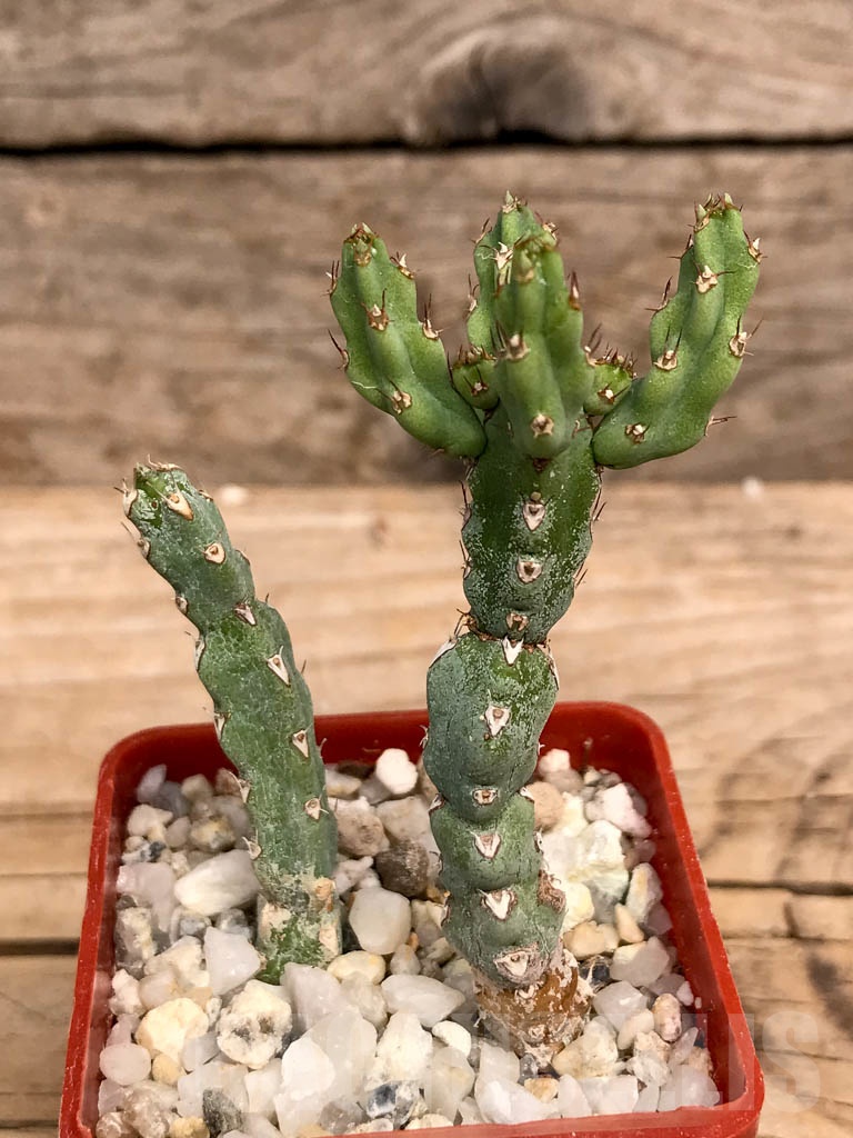 SHPR9350 Euphorbia debilispina