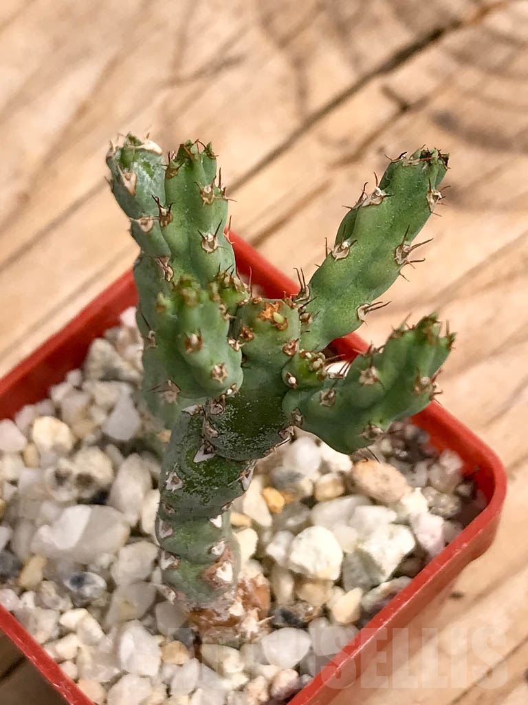 SHPR9350 Euphorbia debilispina - Image 3