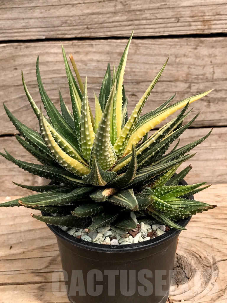 SHPR9381 Haworthia pumila variegated