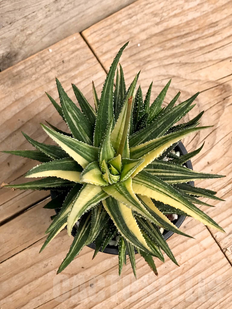SHPR9381 Haworthia pumila variegated - Image 3