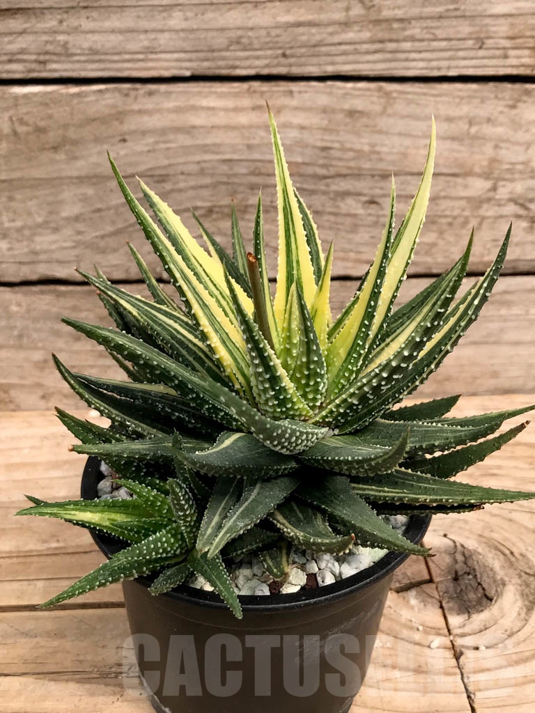 SHPR9381 Haworthia pumila variegated - Image 4