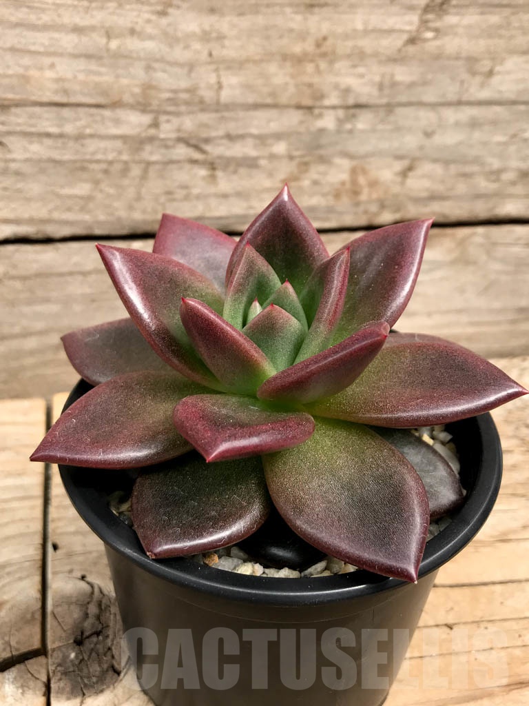 SHPR9384 Echeveria agavoides hybrid – Image 2