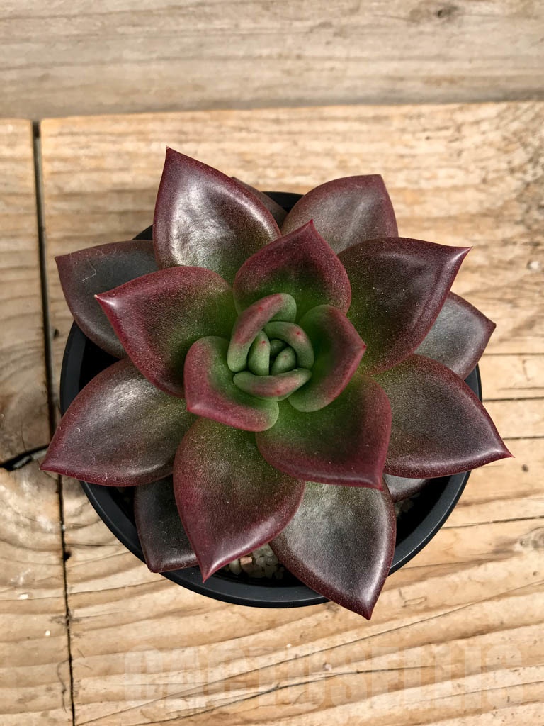 SHPR9384 Echeveria agavoides hybrid