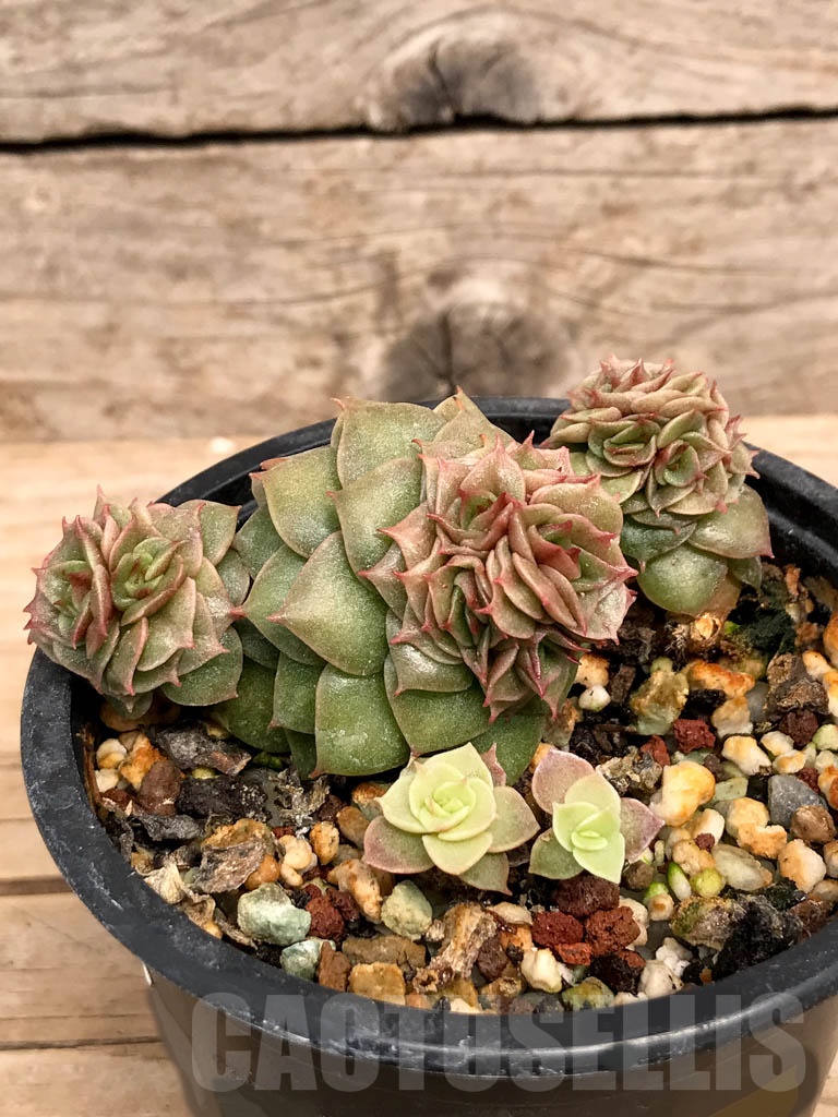 SHPR9385 Echeveria ‘Golden Flame’