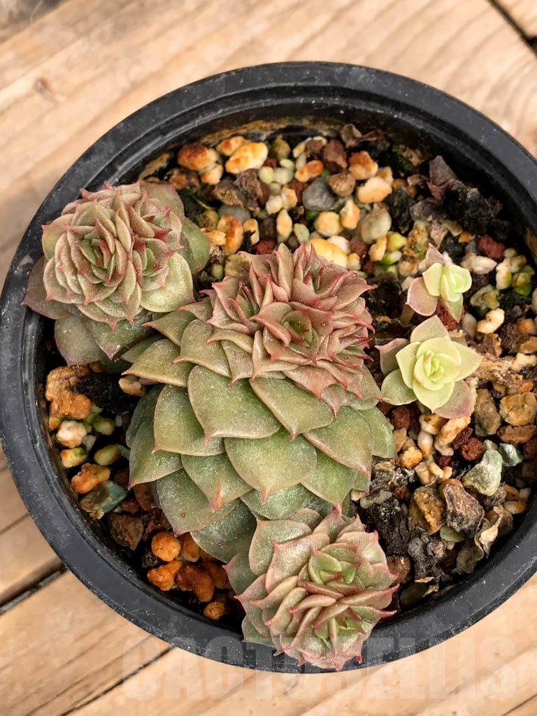 SHPR9385 Echeveria ‘Golden Flame’ - Image 3