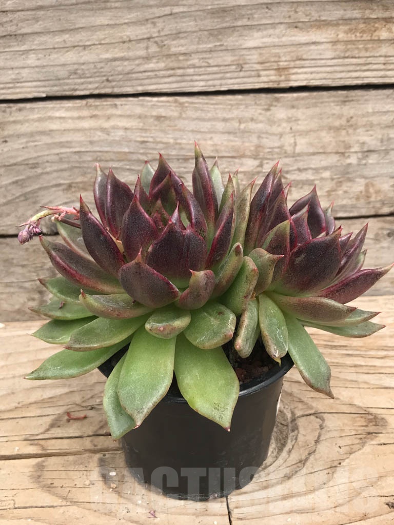 SHPR9388 Echeveria 'Black rose', 2 heads