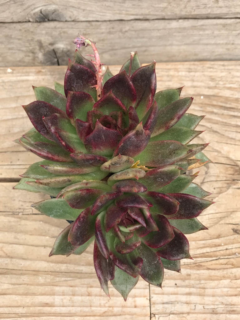 SHPR9388 Echeveria 'Black rose', 2 heads – Bild 3