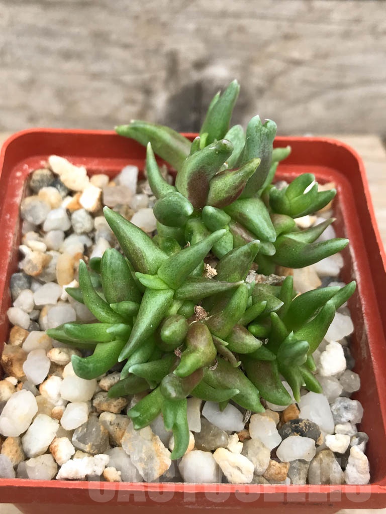 SHPR9389 Faucaria sp. f. monstruosa