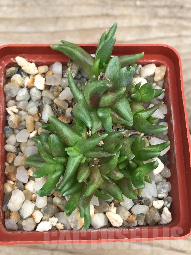 SHPR9389 Faucaria sp. f. monstruosa - Image 3