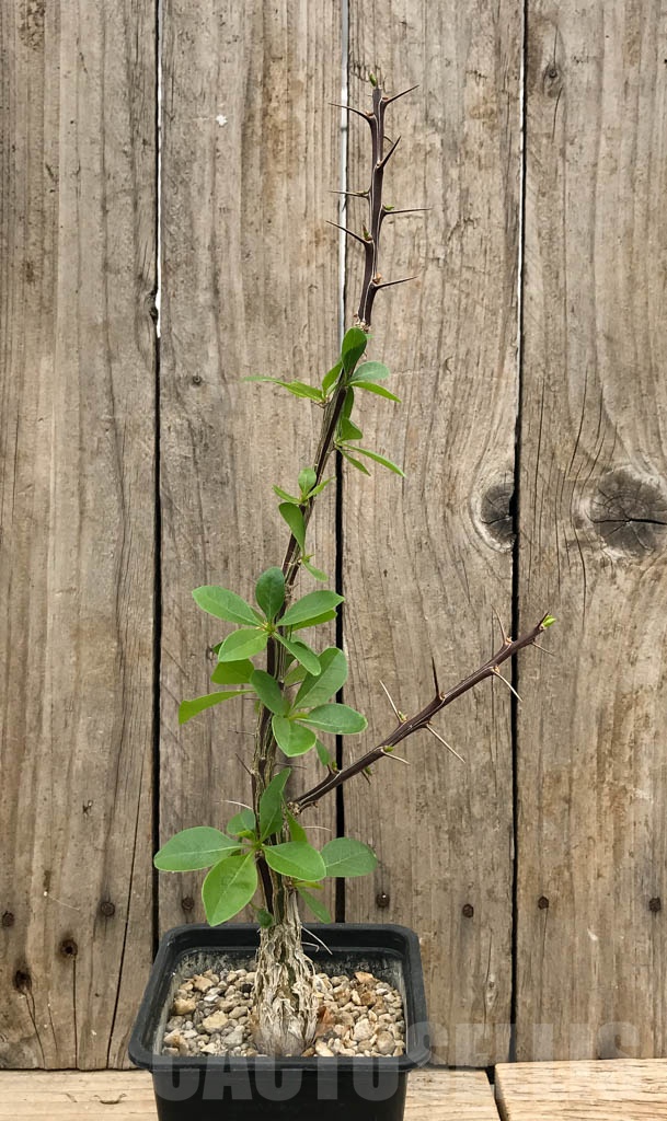 SHPR9390 Fouquieria diguetii