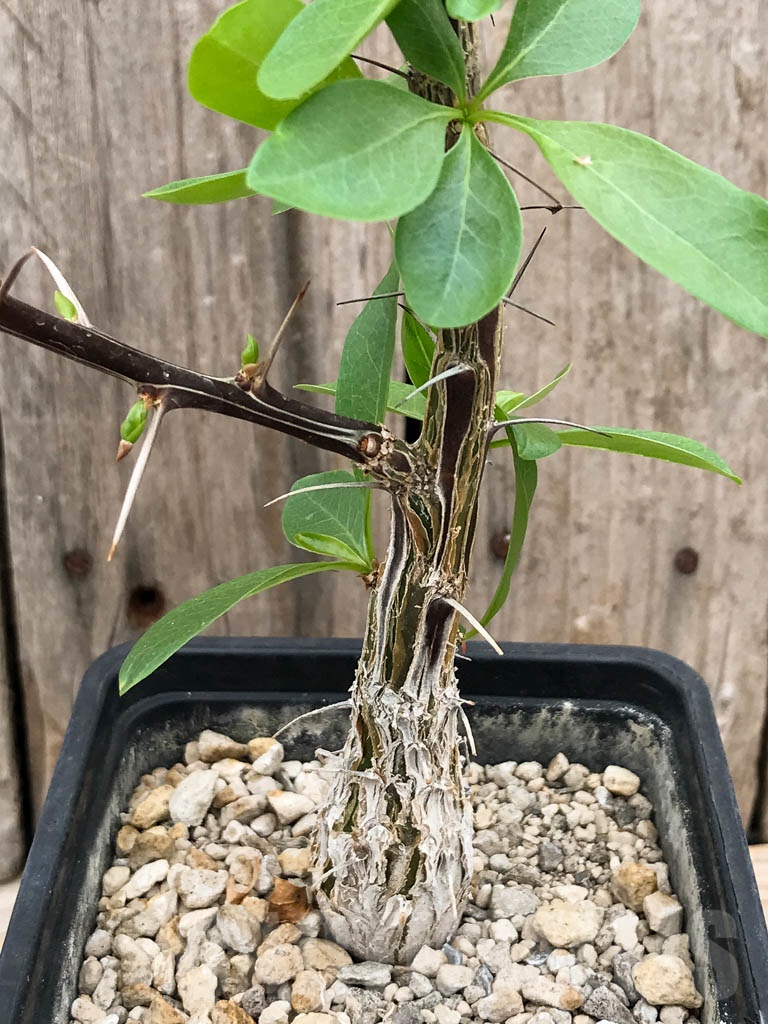 SHPR9390 Fouquieria diguetii - Image 3