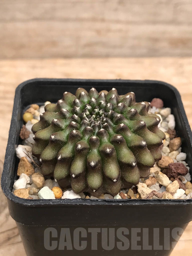 SHPR9391 Gymnocalycium hybrid f. inermis - Image 2