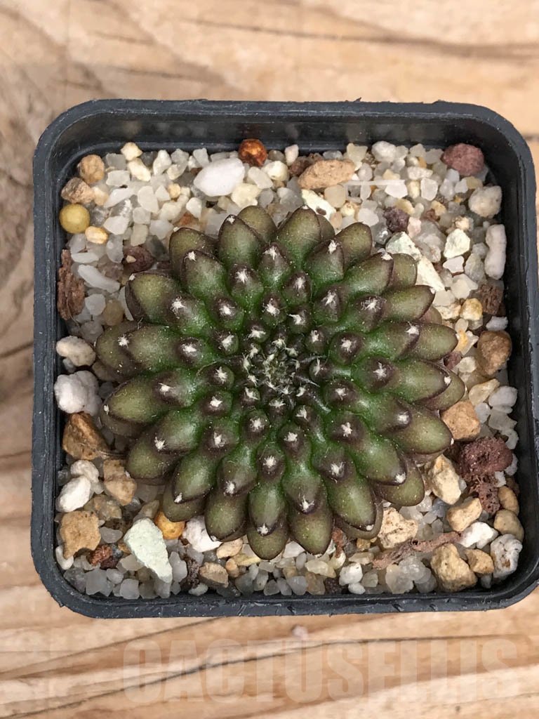 SHPR9391 Gymnocalycium hybrid f. inermis