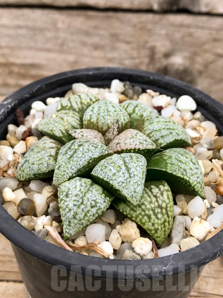 SHPR9392 Haworthia picta ‘Beigy Cream’ - Image 2
