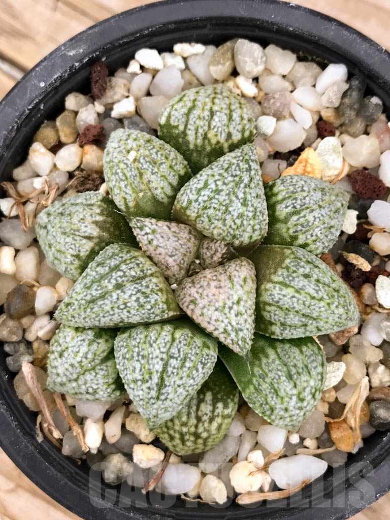 SHPR9392 Haworthia picta ‘Beigy Cream’ - Image 3