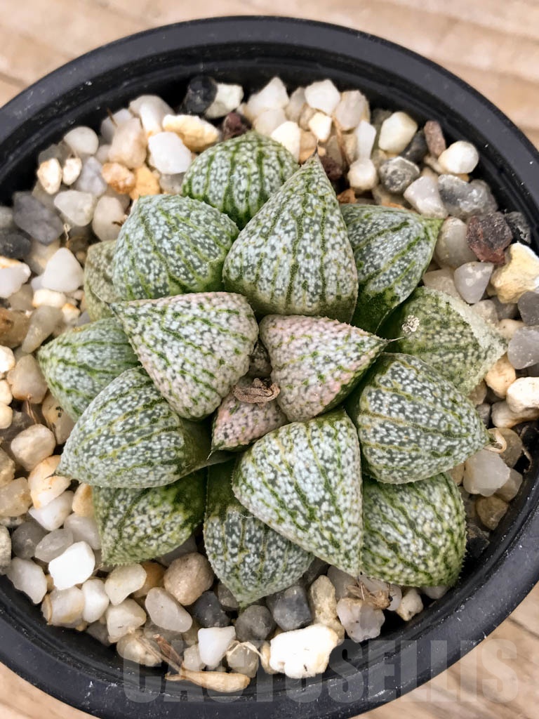 SHPR9392 Haworthia picta ‘Beigy Cream’