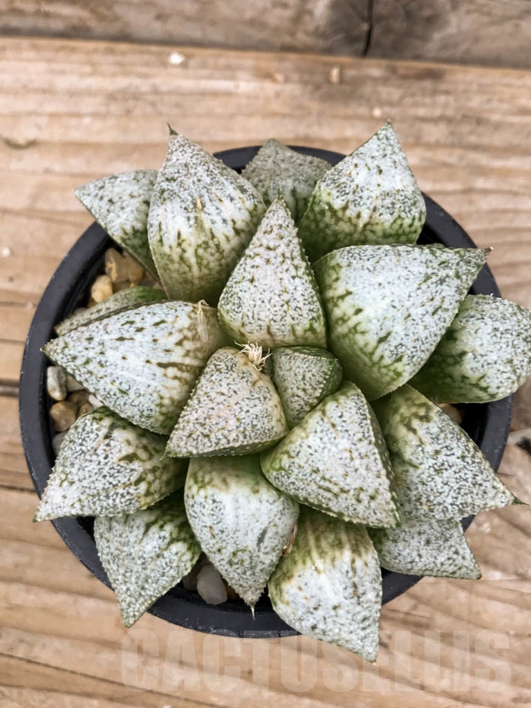 SHPR9393 Haworthia picta ‘Hakusenden'