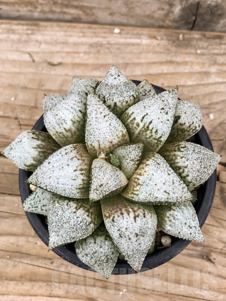SHPR9393 Haworthia picta ‘Hakusenden' - Image 4
