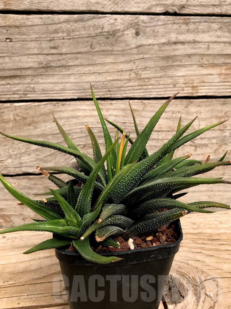 SHPR9399 Haworthia attenuata var. radula - Obrázek 2