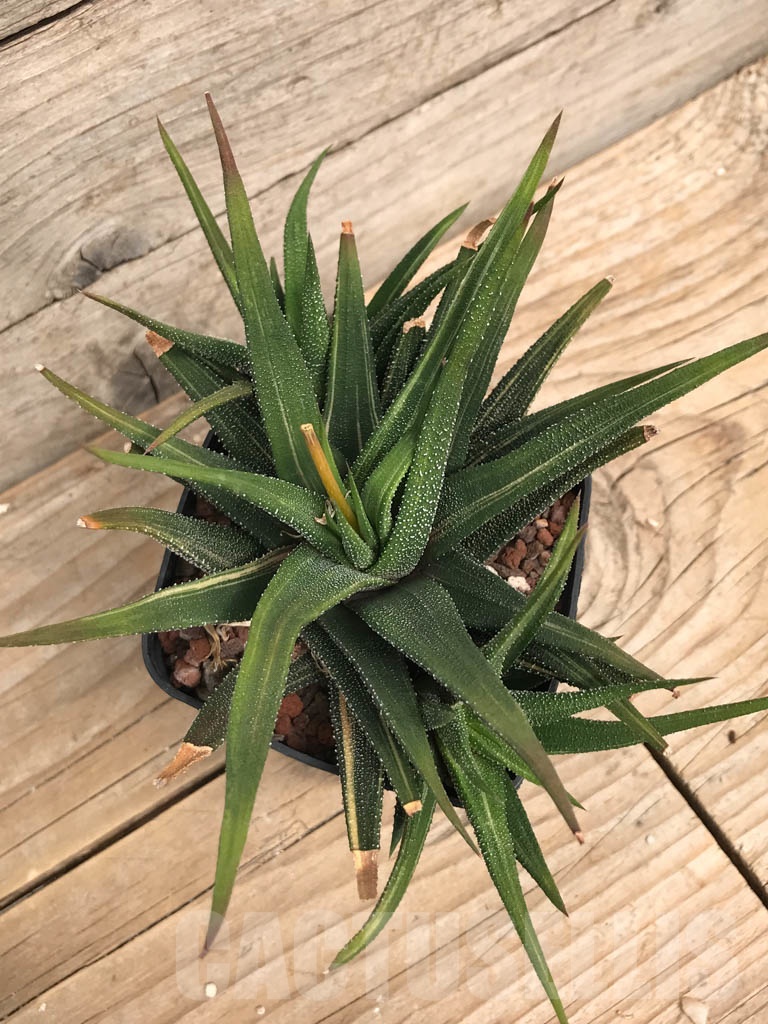 SHPR9399 Haworthia attenuata var. radula