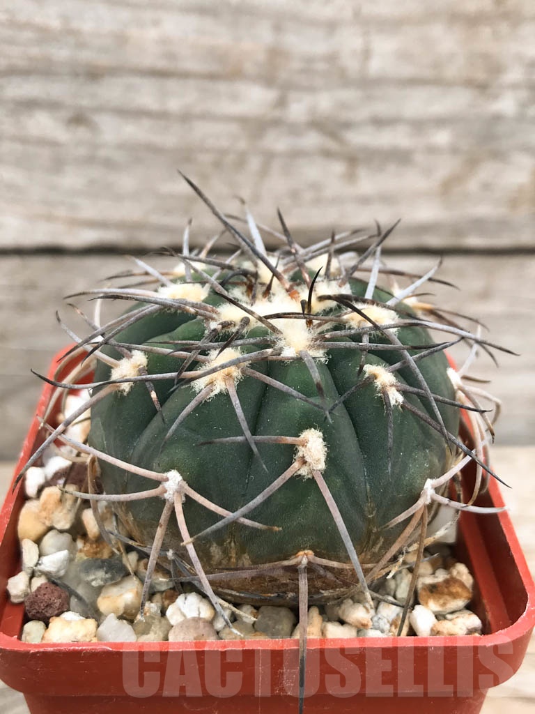 SHPR9401 Gymnocalycium spegazzinii - Image 2