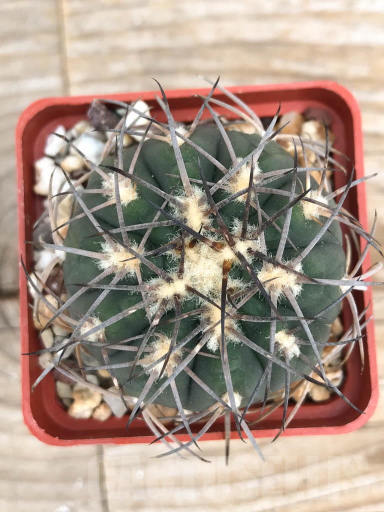SHPR9401 Gymnocalycium spegazzinii