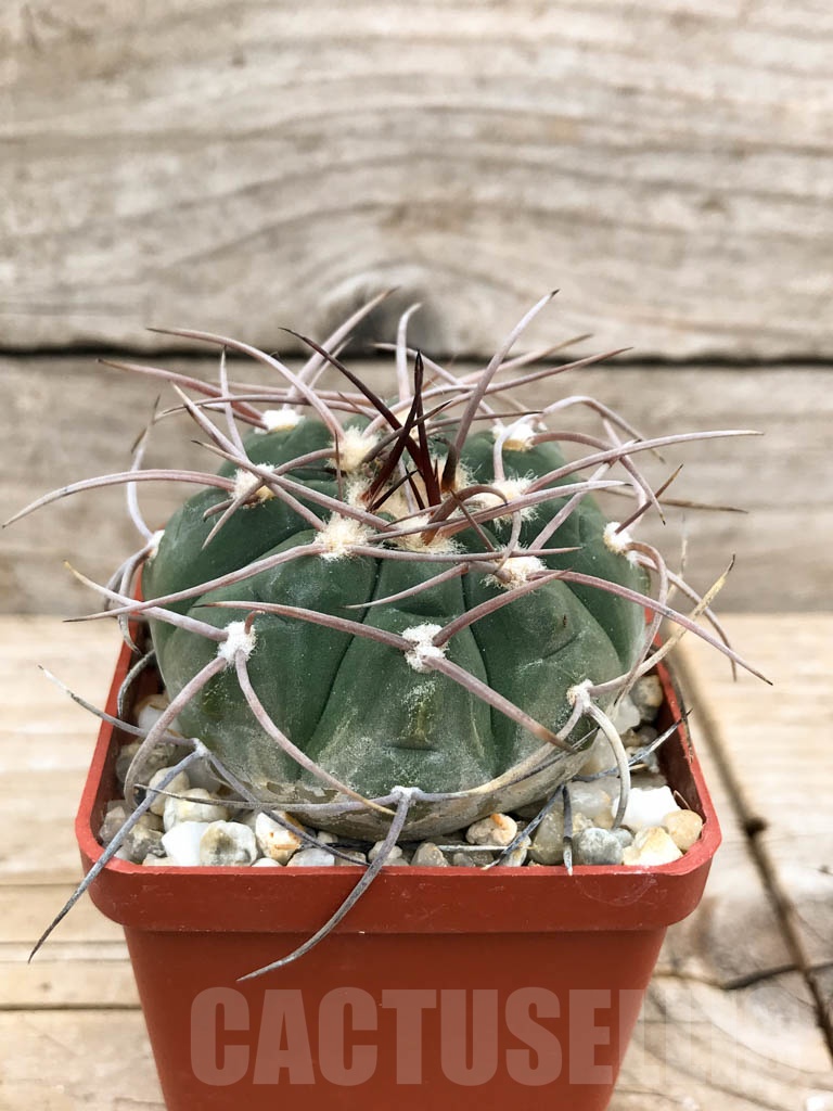 SHPR9402 Gymnocalycium bozsingianum - Image 2