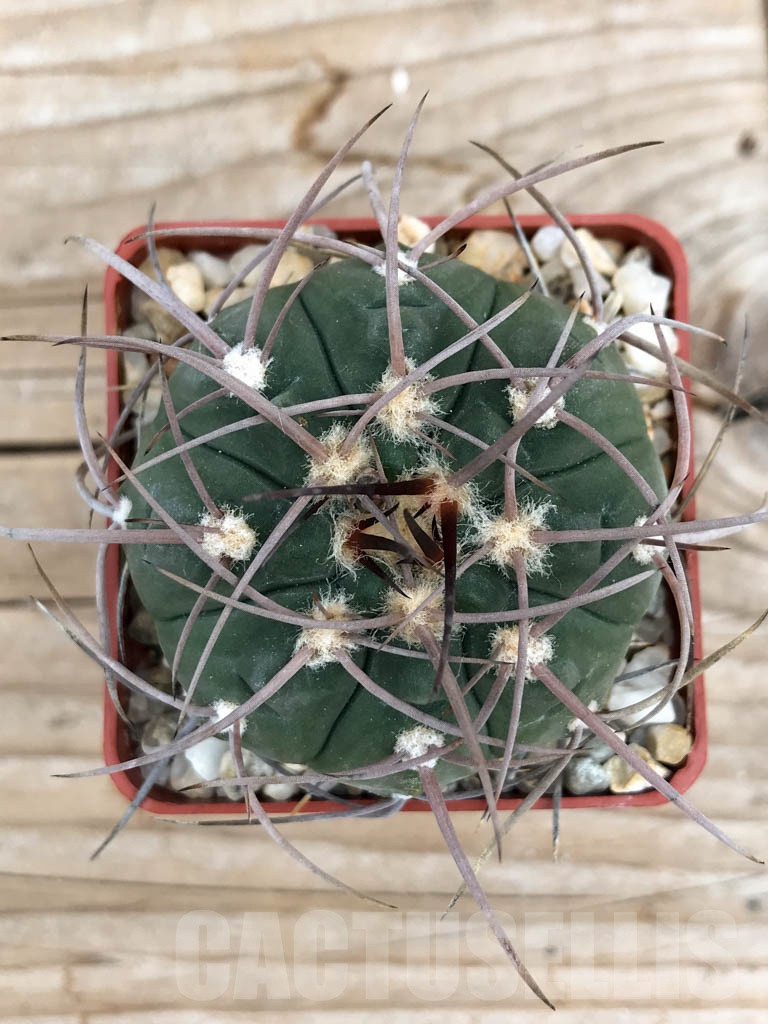 SHPR9402 Gymnocalycium bozsingianum