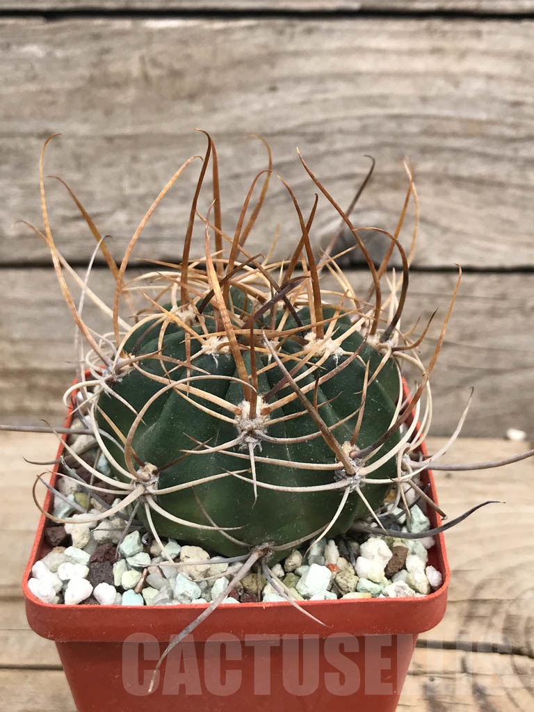 SHPR9405 Lobivia potosina x ferox