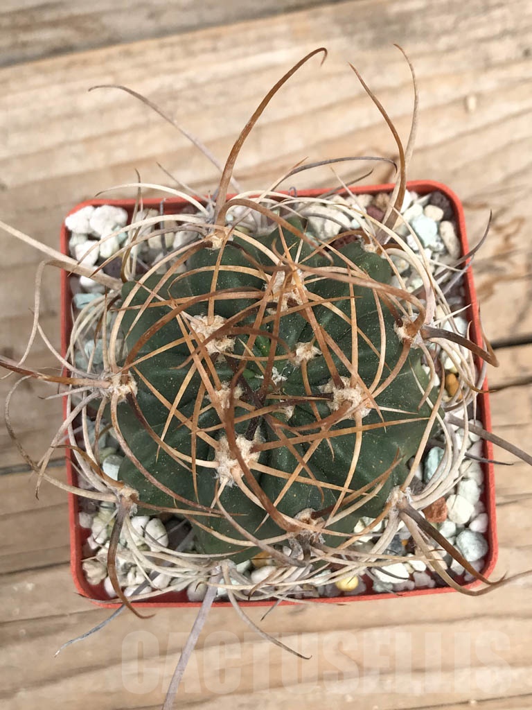 SHPR9405 Lobivia potosina x ferox - Obrázek 2