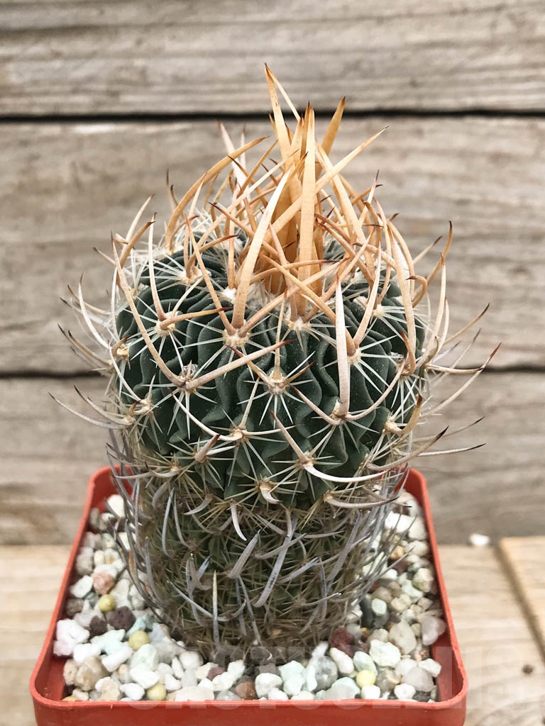 SHPR9407 Stenocactus zacatecasensis