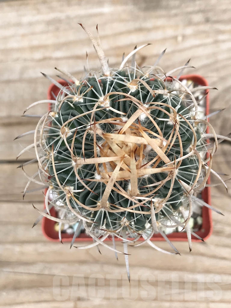 SHPR9407 Stenocactus zacatecasensis - Obrázek 2