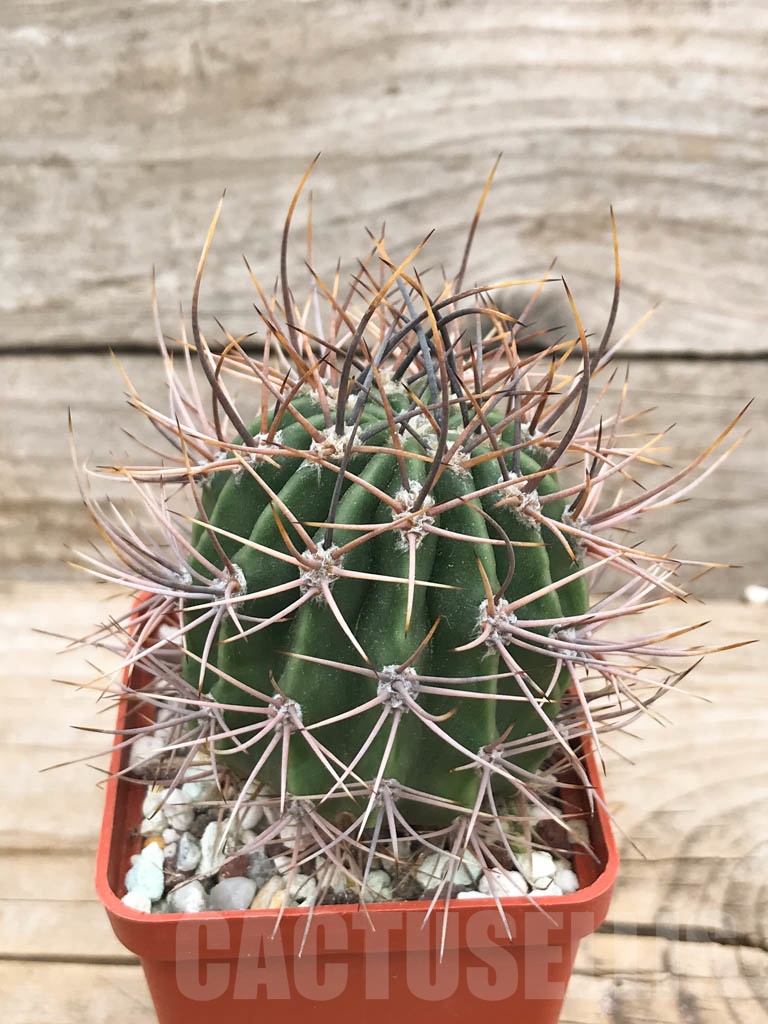 SHPR9409 Echinopsis leucantha - Image 2