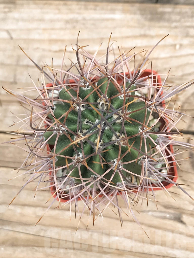 SHPR9409 Echinopsis leucantha