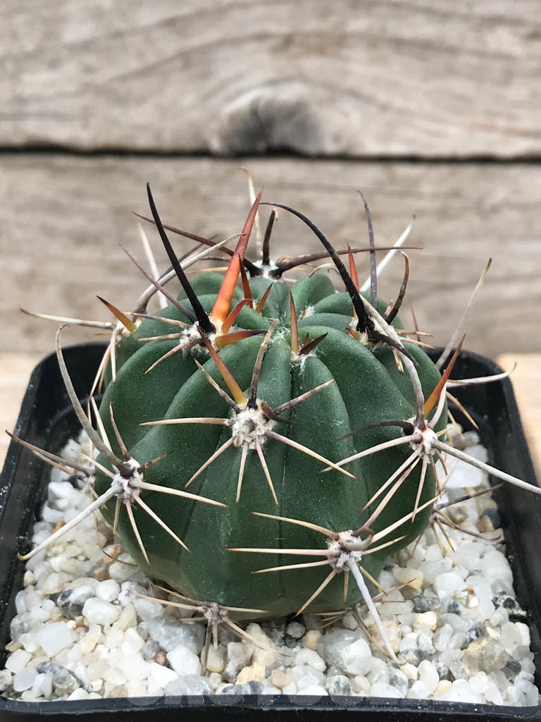 SHPR9414 Lobivia ferox v. longispina P 71, Quebrada de Purmamarca, Jujuy, Argentina