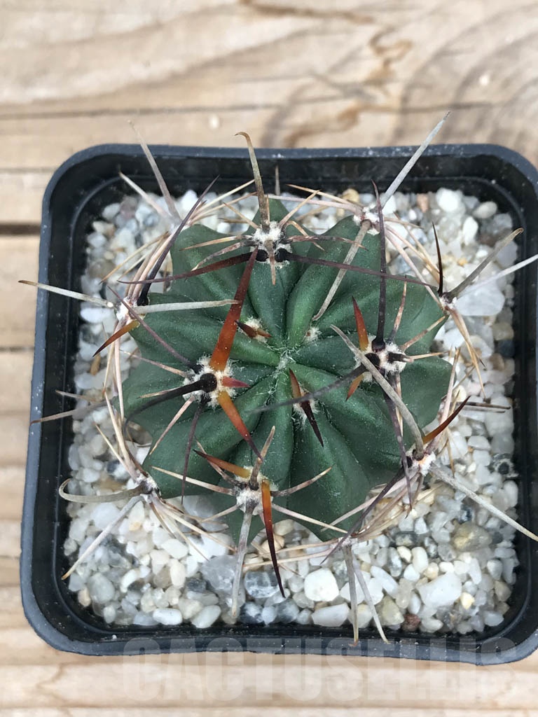 SHPR9414 Lobivia ferox v. longispina P 71, Quebrada de Purmamarca, Jujuy, Argentina - immagine 2