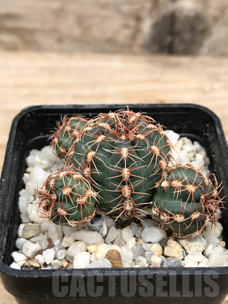 SHPR9421 Gymnocalycium bruchii var. hossei - Image 2