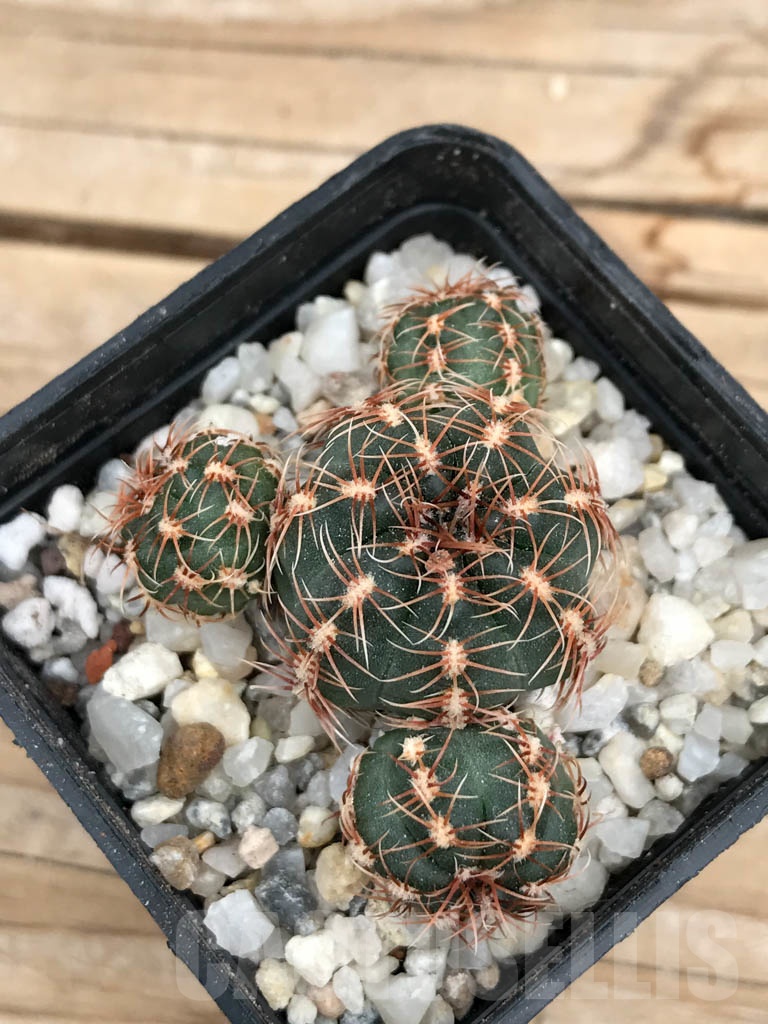 SHPR9421 Gymnocalycium bruchii var. hossei