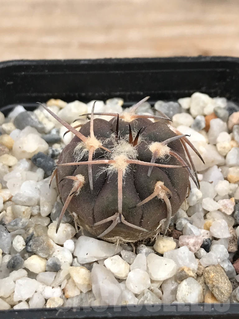 SHPR9426 Gymnocalycium spegazzinii var. punillense - Image 2