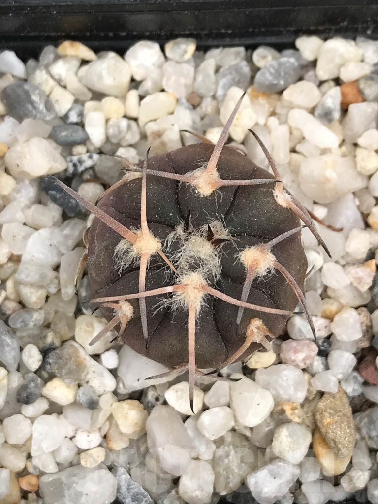 SHPR9426 Gymnocalycium spegazzinii var. punillense