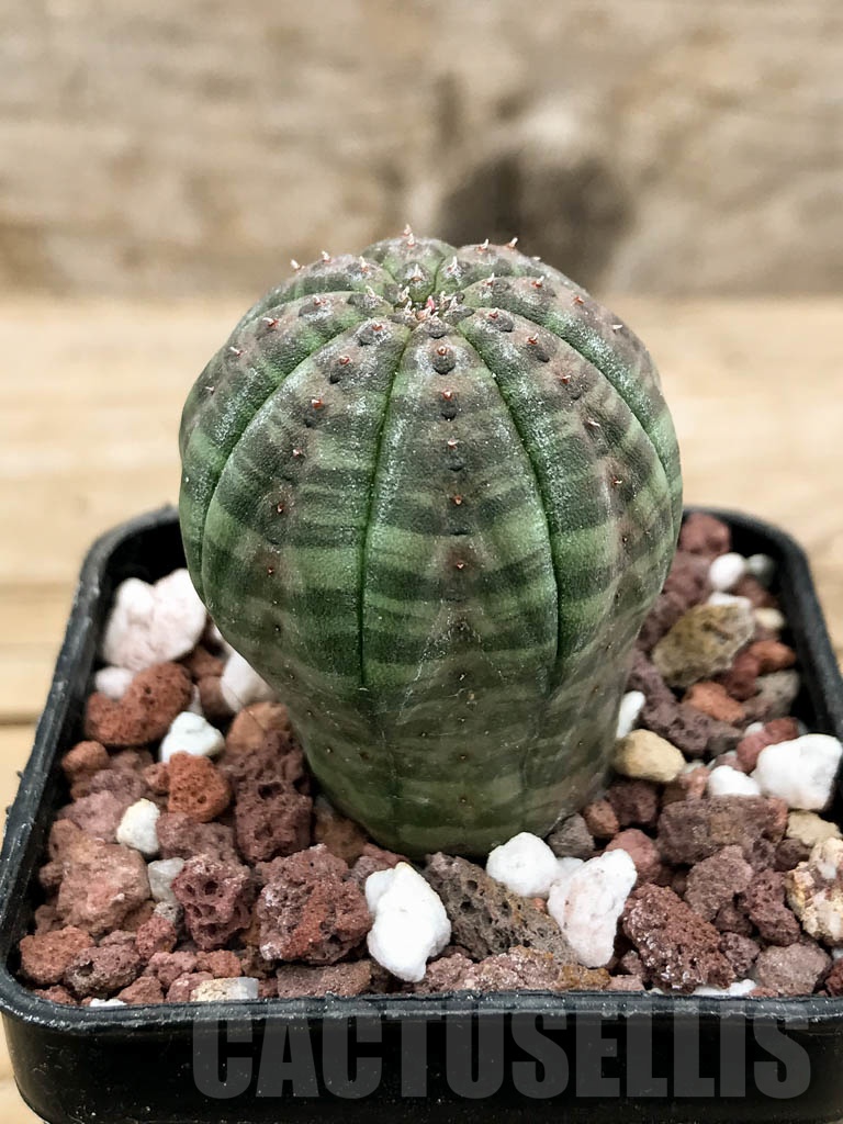 SHPR9428 Euphorbia obesa - Image 2