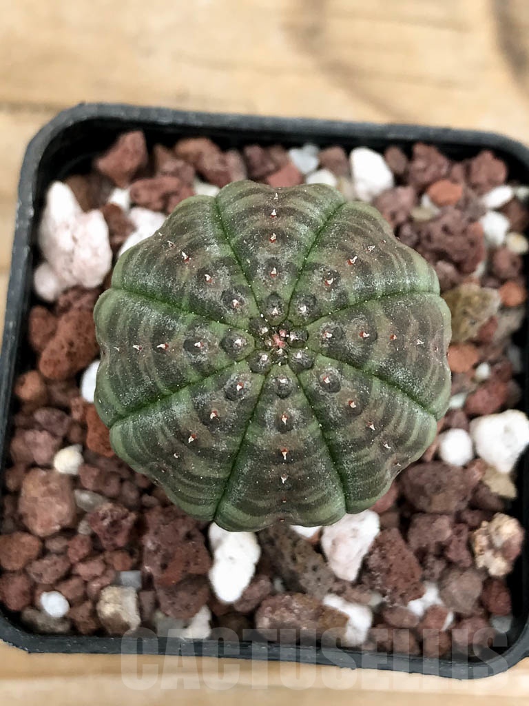 SHPR9428 Euphorbia obesa