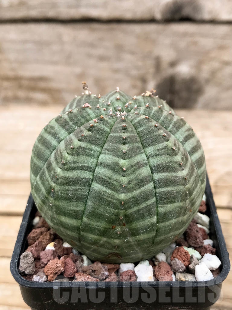 SHPR9432 Euphorbia obesa - Image 2