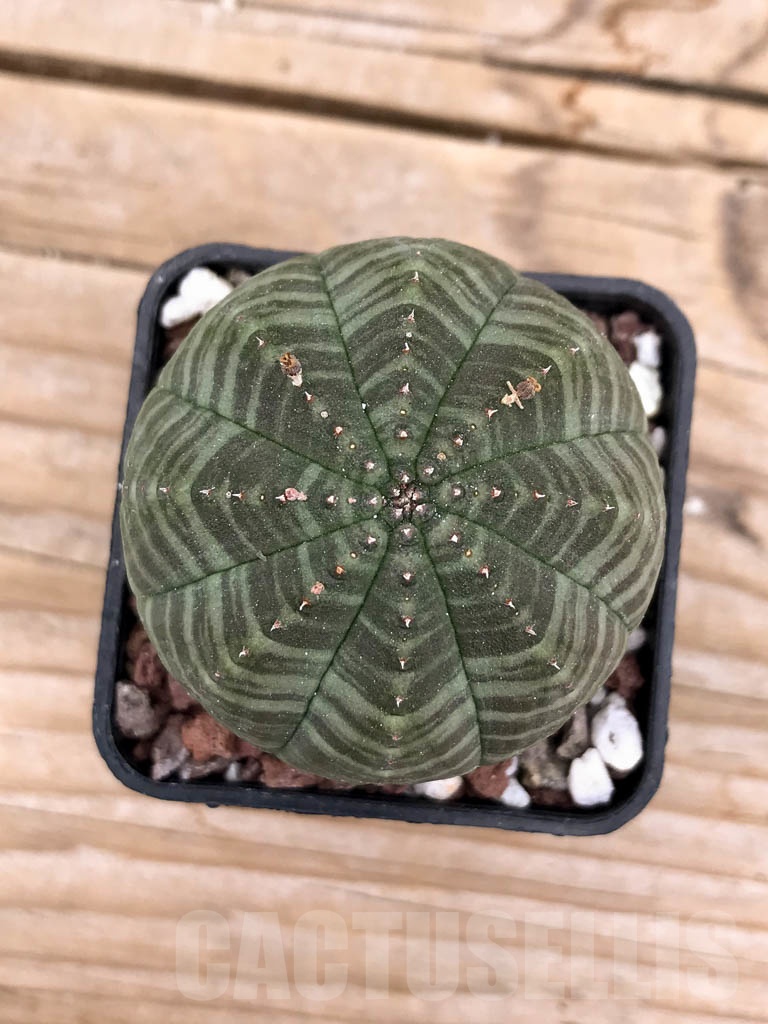 SHPR9432 Euphorbia obesa