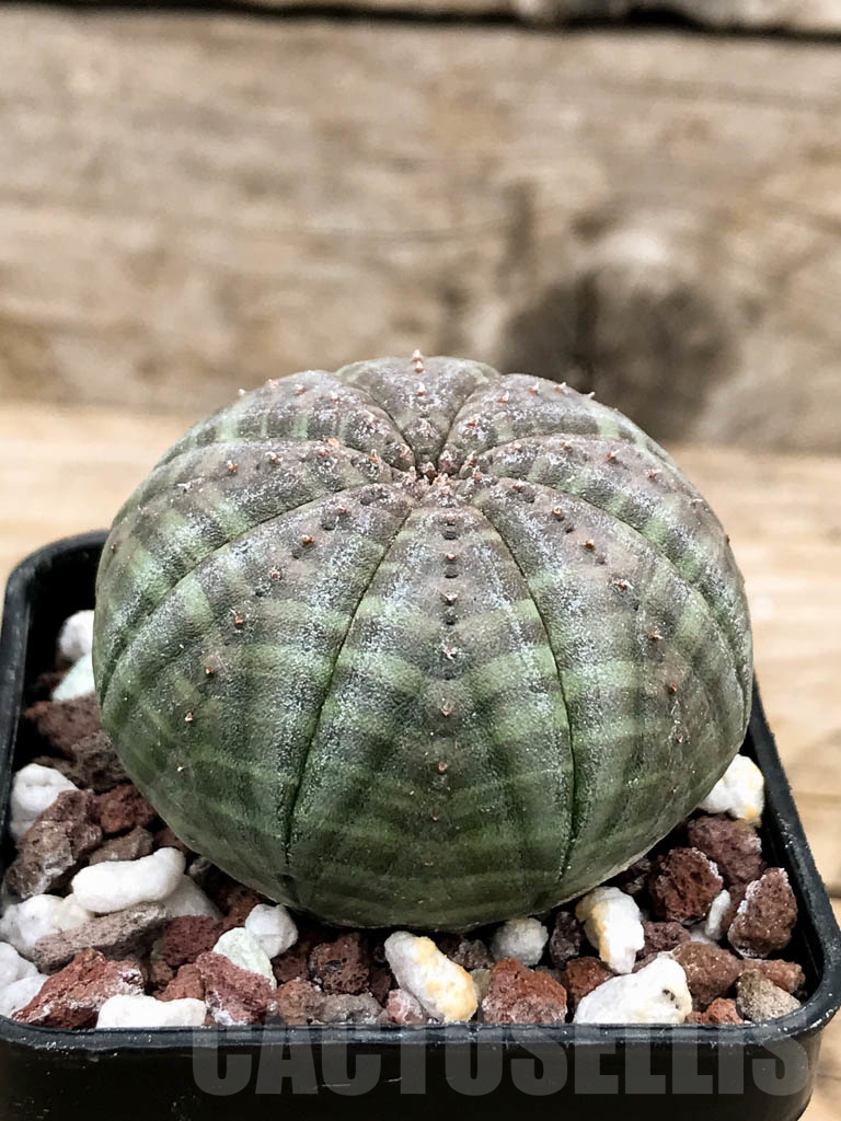 SHPR9433 Euphorbia obesa